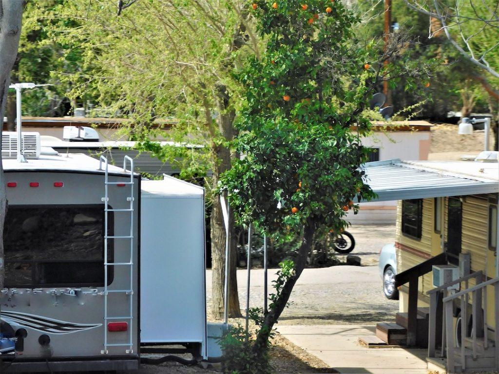 orange tree with an rv with a full hookup